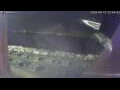 Webcam Sirmione (Lac de Garde)
