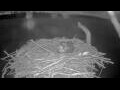 Webcam Orx
