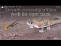 Webcam Gondwana Namib Park