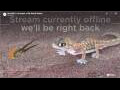 Webcam Gondwana Namib Park