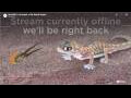 Webcam Gondwana Namib Park