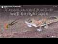 Webcam Gondwana Namib Park