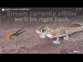 Webcam Gondwana Namib Park