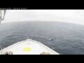 Webcam Norwegian Bliss