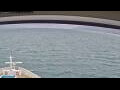 Webcam Norwegian Jade