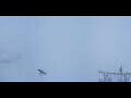 Webcam Kleine Scheidegg