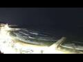 Webcam Sitges