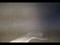 Webcam Ruka