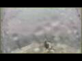 Webcam L'Austral