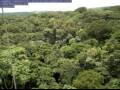 Webcam Yangambi: Tropisk Regnskov