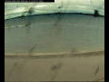 Webcam Farmoor