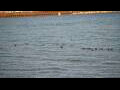 Webcam Algoma, Wisconsin