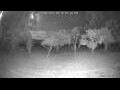 Webcam Kelsey Creek