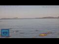 Webcam Vigo