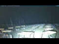Webcam Lido di Camaiore