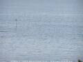 Webcam Takapuna