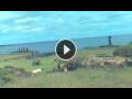 Webcam Hanga Roa (Isola di Pasqua)