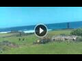 Webcam Hanga Roa (Easter Island)
