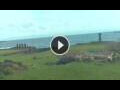 Webcam Hanga Roa (Isla de Pascua)