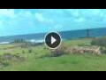 Webcam Hanga Roa (Easter Island)