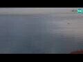 Webcam Piran