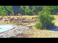 Webcam Kruger National Park