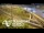 Webcam in Auckland, 1.6 km entfernt