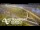 Webcam in Auckland, 1.6 km entfernt