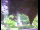 Webcam in Flachau (Salisburgo), 7.3 km