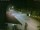 Webcam in Livigno, 0.3 mi away