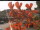 Webcam in Esens, 13.4 km