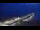 Webcam in Zingst, 18.1 km