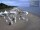 Webcam in Heringsdorf (Usedom), 19 km