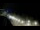 Webcam in Ocean City, Maryland, 1143.7 km