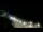 Webcam in Ocean City, Maryland, 59.5 km