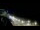 Webcam in Ocean City, Maryland, 40.6 km entfernt