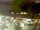 Webcam in Pátzcuaro, 206.1 km entfernt