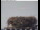 Webcam in Gengenbach, 20.5 km entfernt