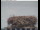 Webcam in Gengenbach, 10.1 mi away