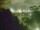 Webcam in Linley Point, 257.9 mi away
