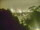 Webcam in Linley Point, 274.7 mi away