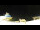 Webcam in Longyearbyen (Spitzbergen), 111.4 km entfernt