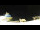 Webcam in Longyearbyen (Spitsbergen), 0.2 mi away