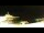 Webcam in Longyearbyen (Spitsbergen), 0.1 mi away
