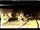 Webcam in Les Houches, 4.8 km