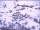 Webcam in Bonneval-sur-Arc, 2.7 mi away