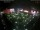 Webcam in León de los Aldamas, 45.5 km entfernt