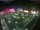 Webcam in León de los Aldamas, 335.7 mi away