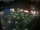 Webcam in León de los Aldamas, 329.9 km entfernt