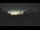 Webcam in Metairie, Louisiana, 6.9 km entfernt